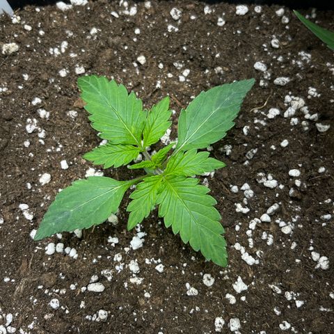 Blueberry Zkittlez Automatic growlog timeline photo