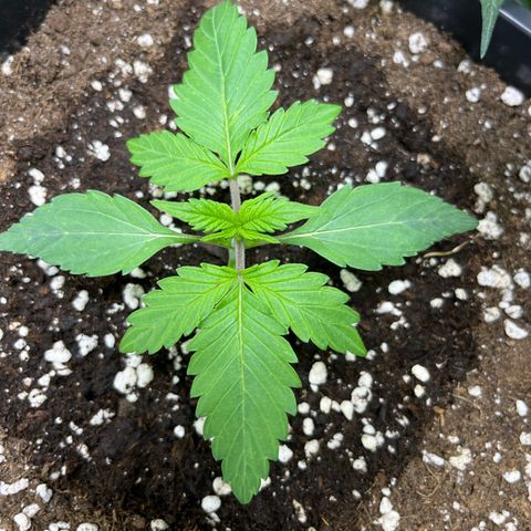 Blueberry Zkittlez Automatic growlog timeline photo