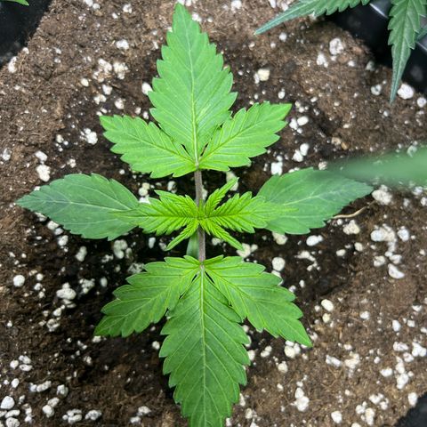 Blueberry Zkittlez Automatic growlog timeline photo