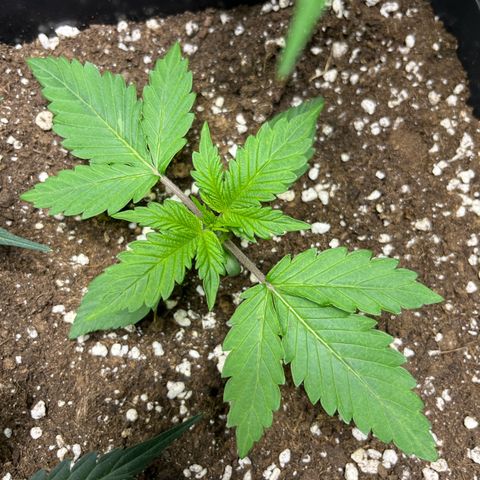 Blueberry Zkittlez Automatic growlog timeline photo