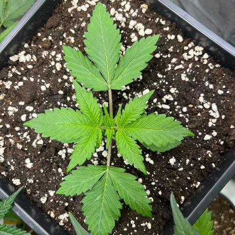Blueberry Zkittlez Automatic growlog timeline photo