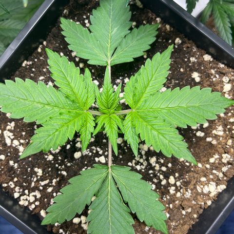 Blueberry Zkittlez Automatic growlog timeline photo