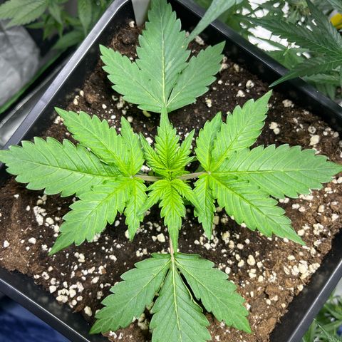 Blueberry Zkittlez Automatic growlog timeline photo