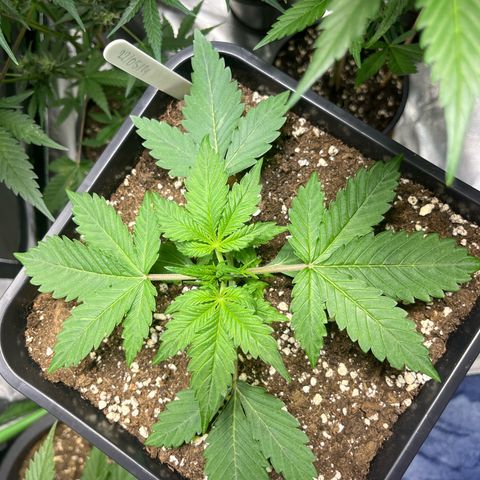 Blueberry Zkittlez Automatic growlog timeline photo