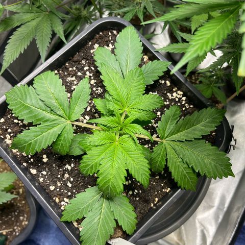 Blueberry Zkittlez Automatic growlog timeline photo