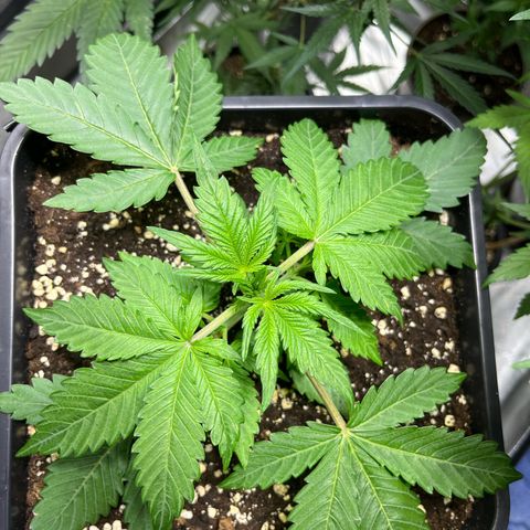 Blueberry Zkittlez Automatic growlog timeline photo
