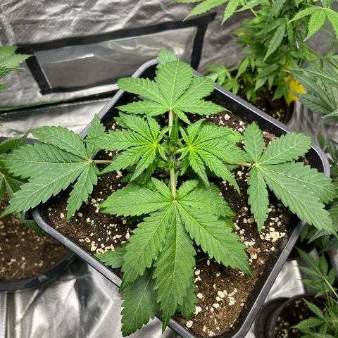 Blueberry Zkittlez Automatic growlog timeline photo