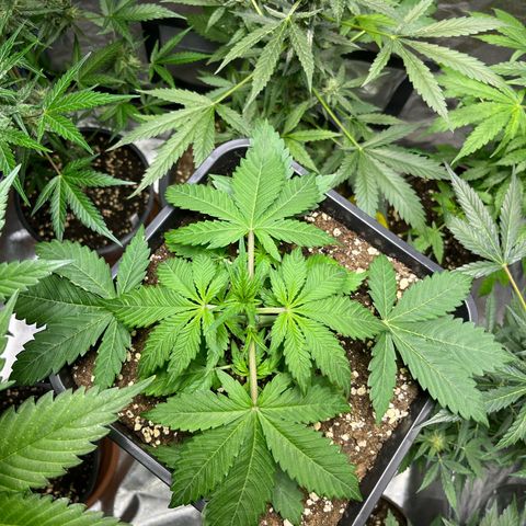 Blueberry Zkittlez Automatic growlog timeline photo