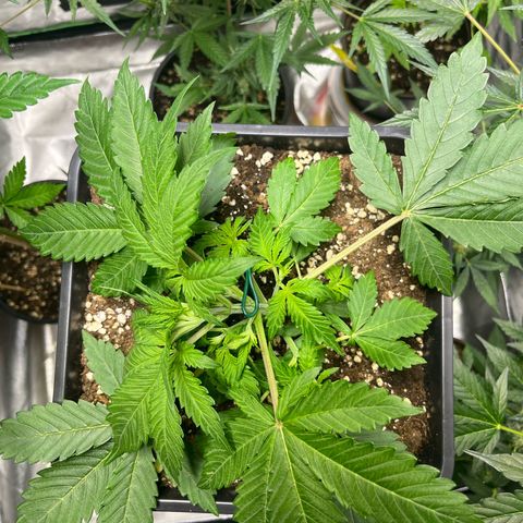 Blueberry Zkittlez Automatic growlog timeline photo