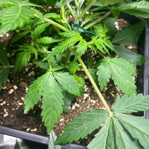 Blueberry Zkittlez Automatic growlog timeline photo