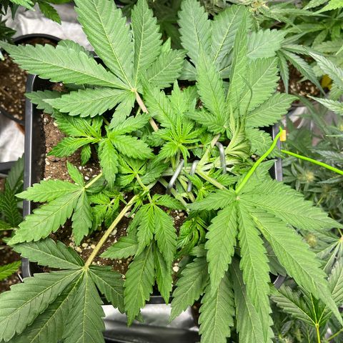 Blueberry Zkittlez Automatic growlog timeline photo