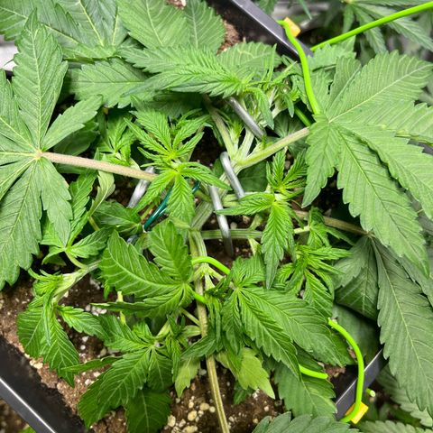Blueberry Zkittlez Automatic growlog timeline photo