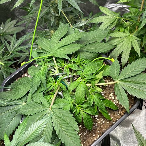 Blueberry Zkittlez Automatic growlog timeline photo