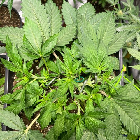 Blueberry Zkittlez Automatic growlog timeline photo