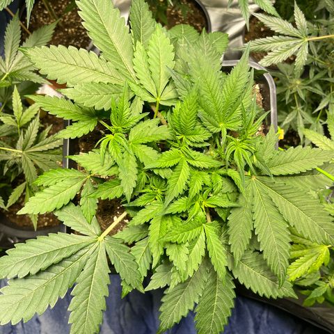 Blueberry Zkittlez Automatic growlog timeline photo