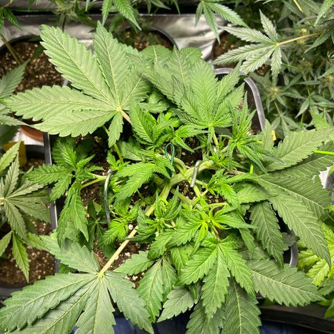 Blueberry Zkittlez Automatic growlog timeline photo