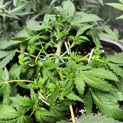 Blueberry Zkittlez Automatic growlog timeline photo