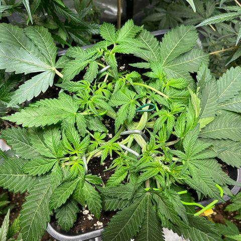 Blueberry Zkittlez Automatic growlog timeline photo