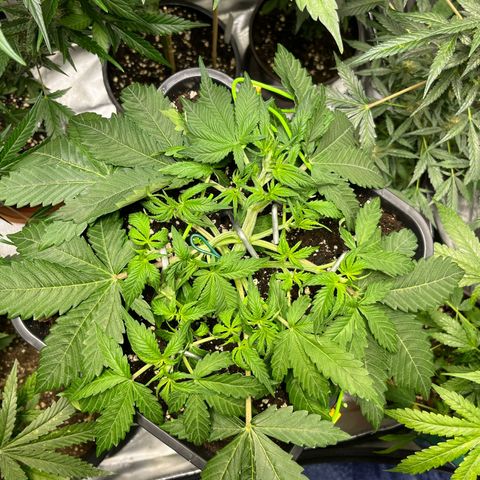 Blueberry Zkittlez Automatic growlog timeline photo