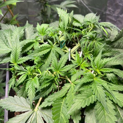 Blueberry Zkittlez Automatic growlog timeline photo