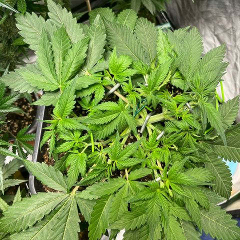 Blueberry Zkittlez Automatic growlog timeline photo