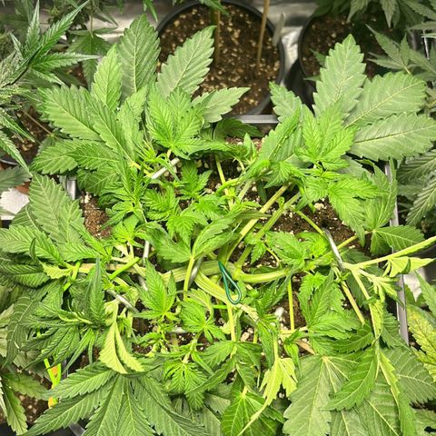 Blueberry Zkittlez Automatic growlog timeline photo
