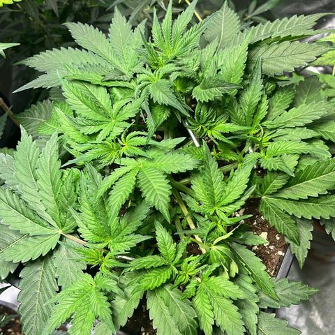 Blueberry Zkittlez Automatic growlog timeline photo