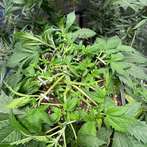 Blueberry Zkittlez Automatic growlog timeline photo