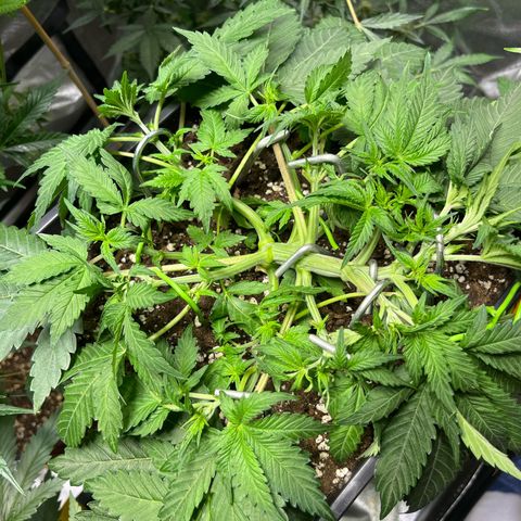 Blueberry Zkittlez Automatic growlog timeline photo