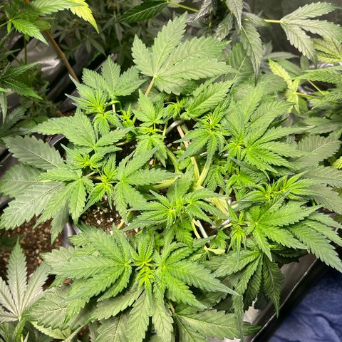 Blueberry Zkittlez Automatic growlog timeline photo
