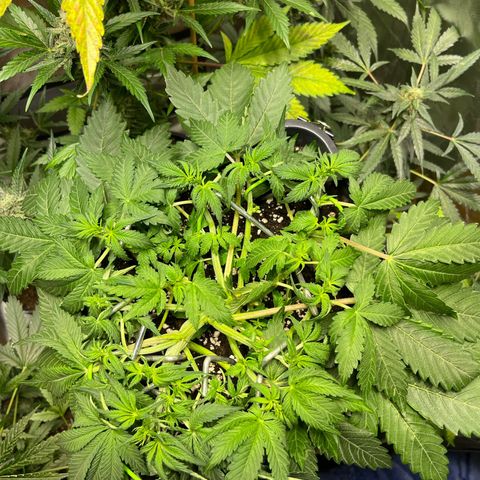 Blueberry Zkittlez Automatic growlog timeline photo