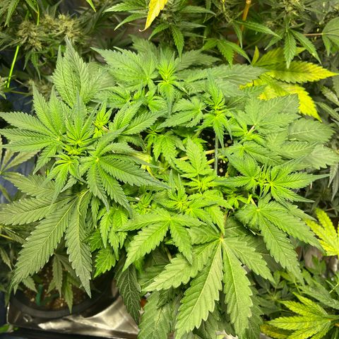 Blueberry Zkittlez Automatic growlog timeline photo