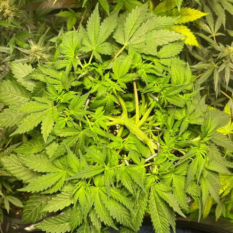 Blueberry Zkittlez Automatic growlog timeline photo