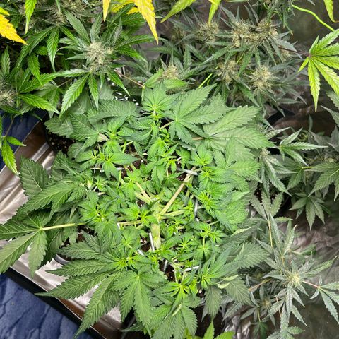 Blueberry Zkittlez Automatic growlog timeline photo