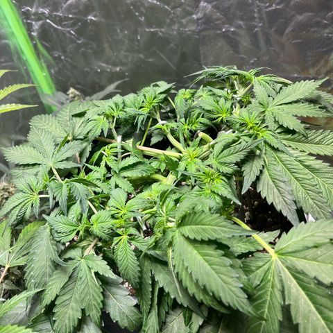 Blueberry Zkittlez Automatic growlog timeline photo