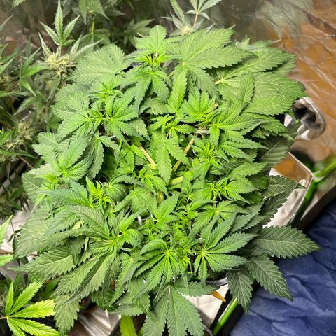 Blueberry Zkittlez Automatic growlog timeline photo