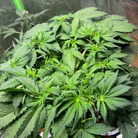 Blueberry Zkittlez Automatic growlog timeline photo