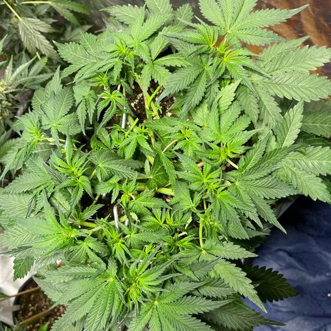 Blueberry Zkittlez Automatic growlog timeline photo