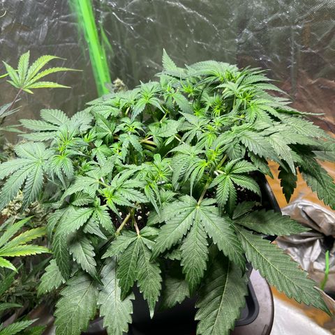 Blueberry Zkittlez Automatic growlog timeline photo