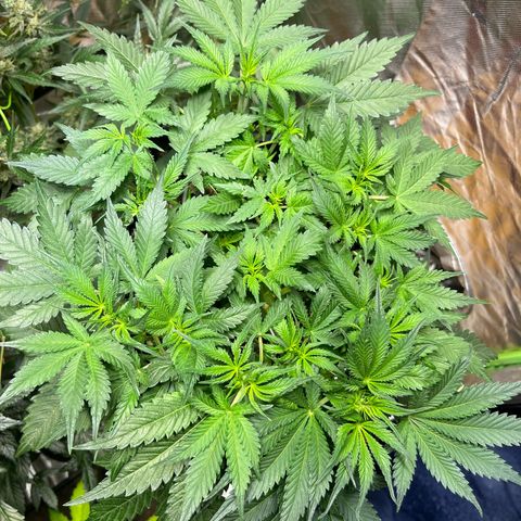 Blueberry Zkittlez Automatic growlog timeline photo