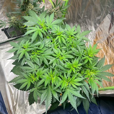Blueberry Zkittlez Automatic growlog timeline photo