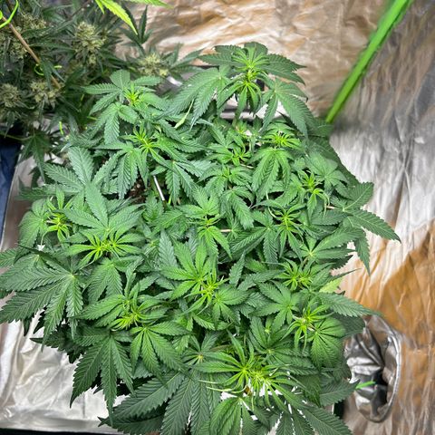 Blueberry Zkittlez Automatic growlog timeline photo