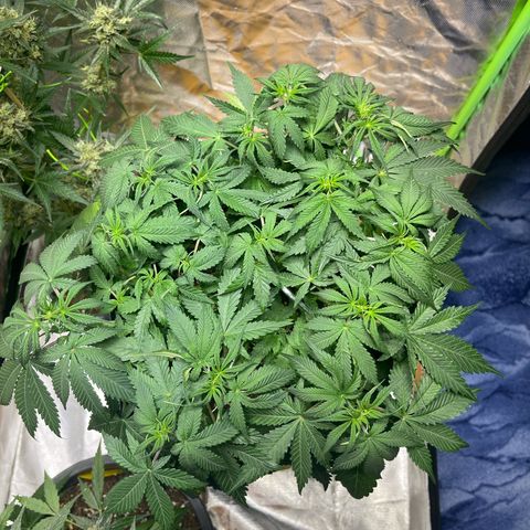 Blueberry Zkittlez Automatic growlog timeline photo