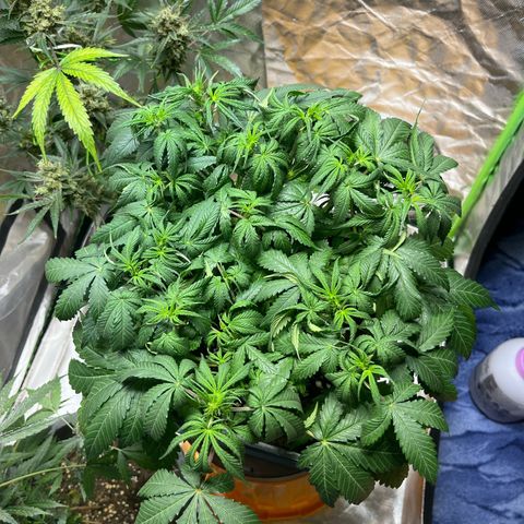 Blueberry Zkittlez Automatic growlog timeline photo