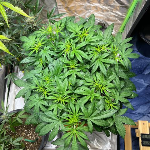 Blueberry Zkittlez Automatic growlog timeline photo