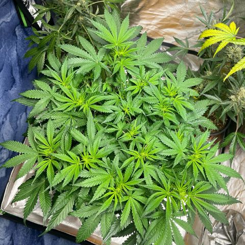 Blueberry Zkittlez Automatic growlog timeline photo