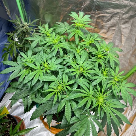 Blueberry Zkittlez Automatic growlog timeline photo