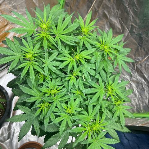 Blueberry Zkittlez Automatic growlog timeline photo