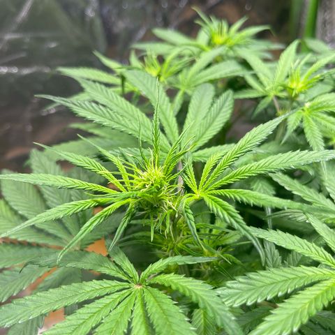 Blueberry Zkittlez Automatic growlog timeline photo