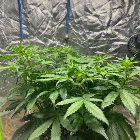 Blueberry Zkittlez Automatic growlog timeline photo